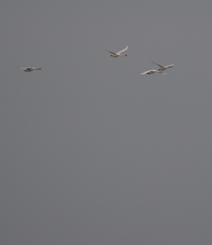 DSC_0438.JPG
